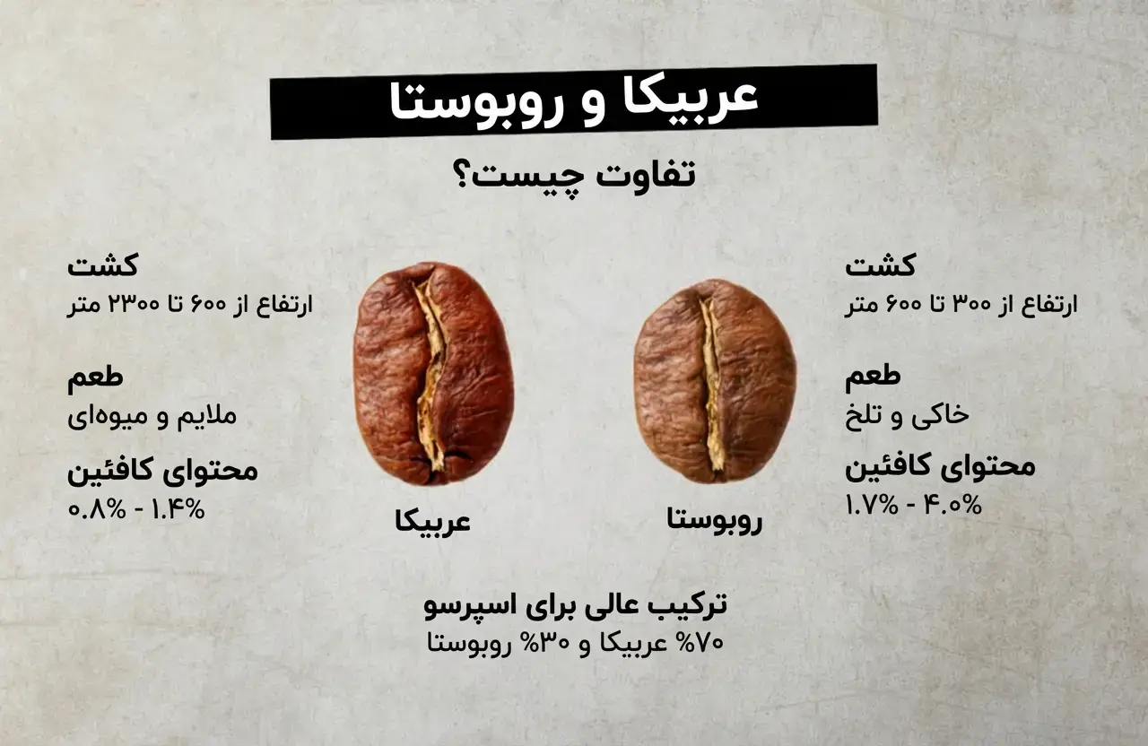 مقایسه دانه قهوه عربیکا (بیضی با خط S) و روبوستا (گرد با خط صاف) برای تشخیص اصل بودن
